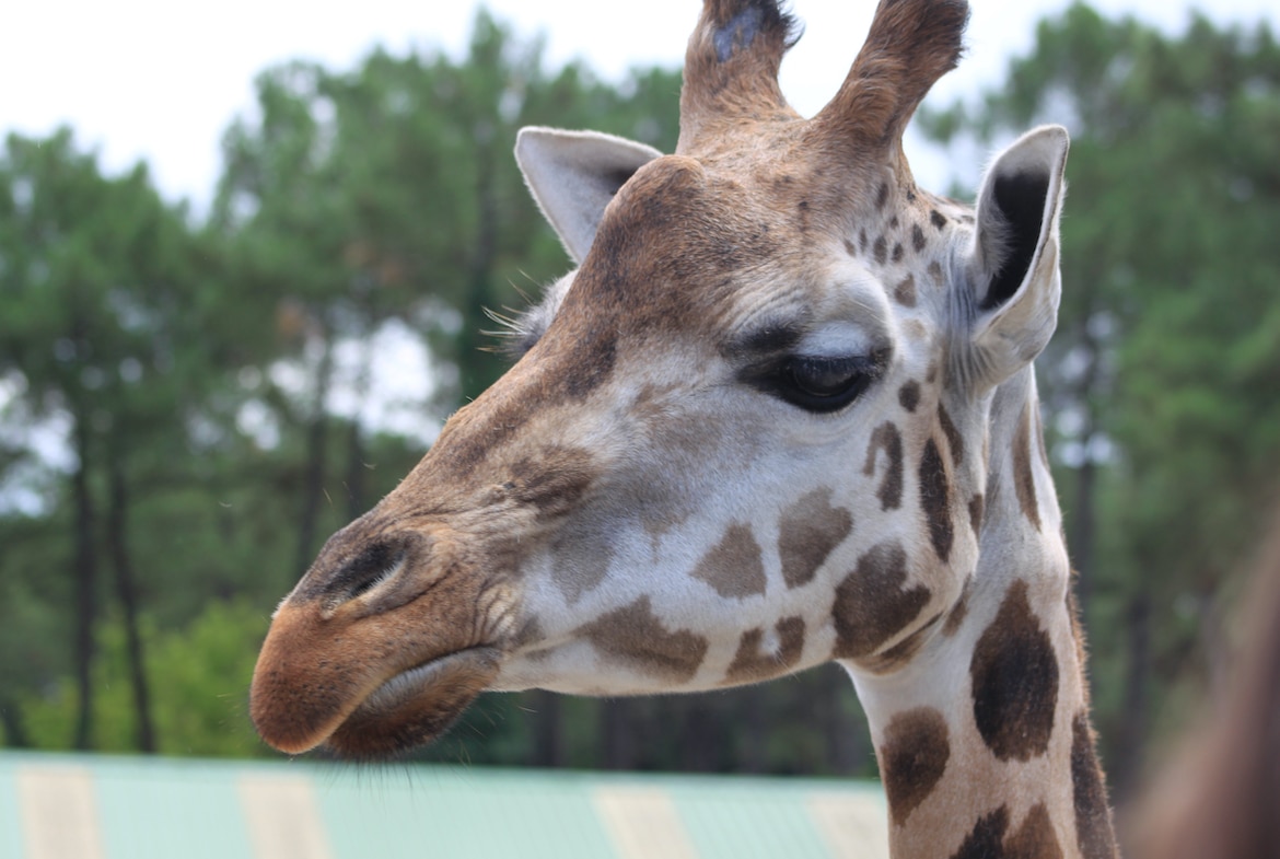 Zoos in France Giraffe Close Up