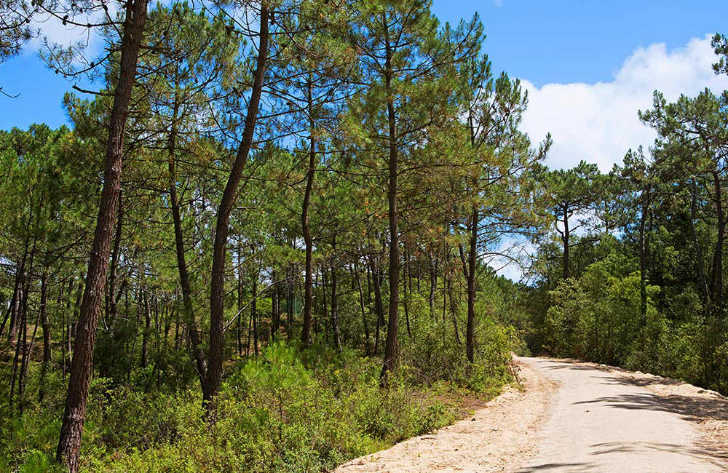 Camping Domaine des Pins Scenery