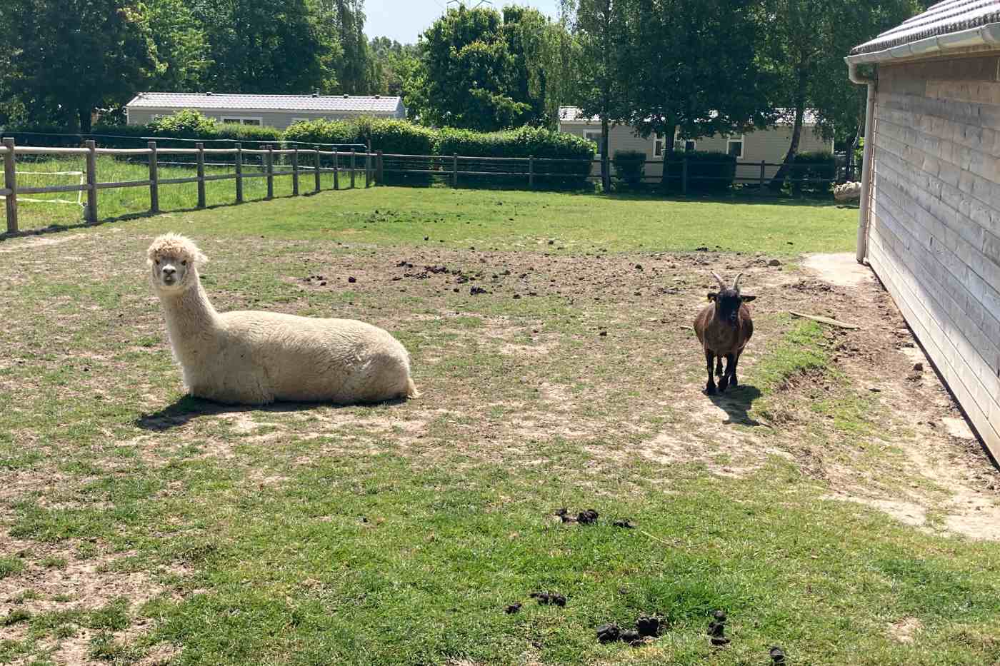 Campsite Animal Farm
