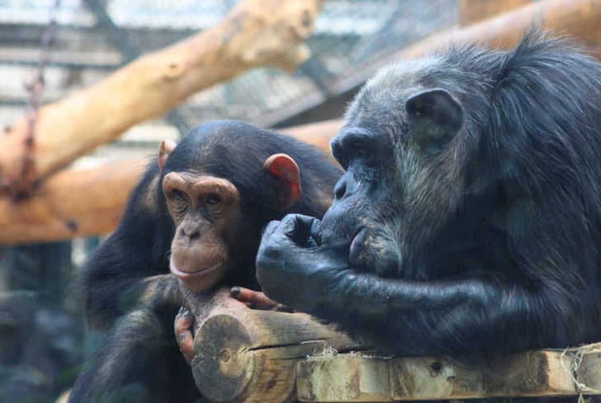 Zooparc de Beauval
