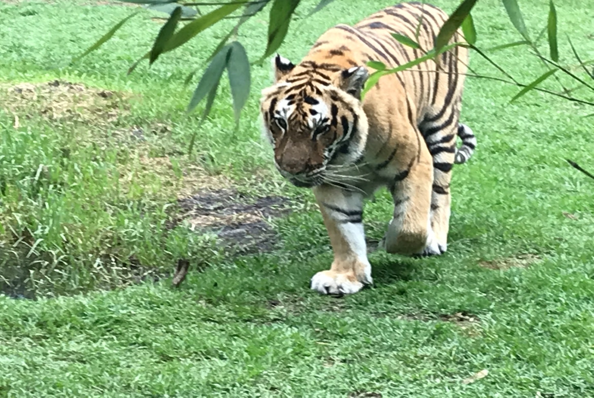 Zoos in France Plan Your Visit